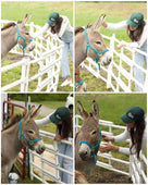 Cinco Donk-o Anniversary Celebration and Spring Farm Benefit (Save the date May 3, 2026)