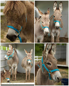 Cinco Donk-o Anniversary Celebration and Spring Farm Benefit (Save the date May 3, 2026)