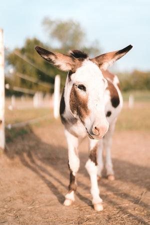 Dining for Donkeys - SEPTEMBER 21, 2024 (RESERVATIONS NOW AVAILABLE)!