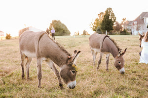 Dining for Donkeys 2024 - SAVE THE DATE SEPTEMBER 21 2024!