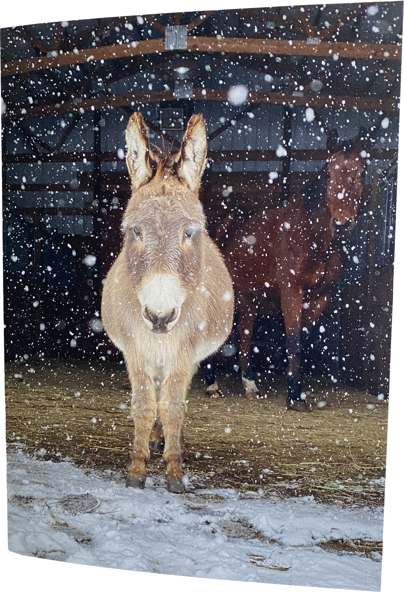"Earl" snow gazing: Blank inside 