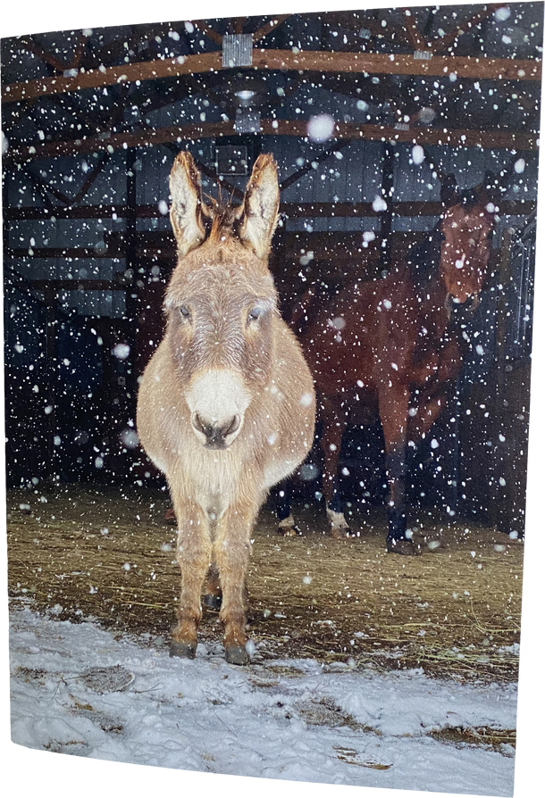 "Earl" snow gazing: Blank inside 