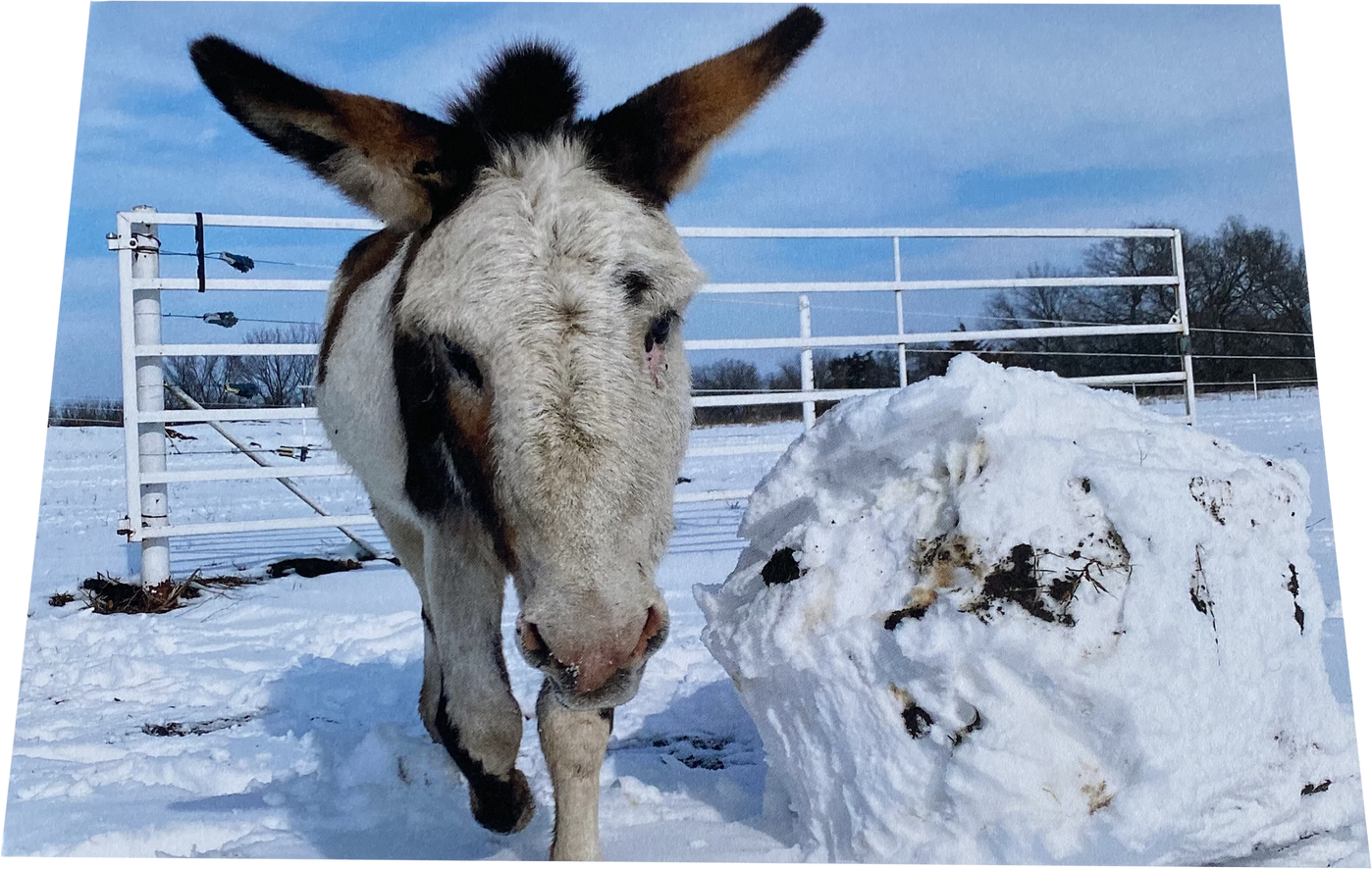 Playful "Pico": Indside - "Want to build a snowman?"