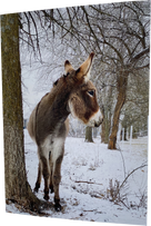 "Pickle" striking a snow pose: Blank inside