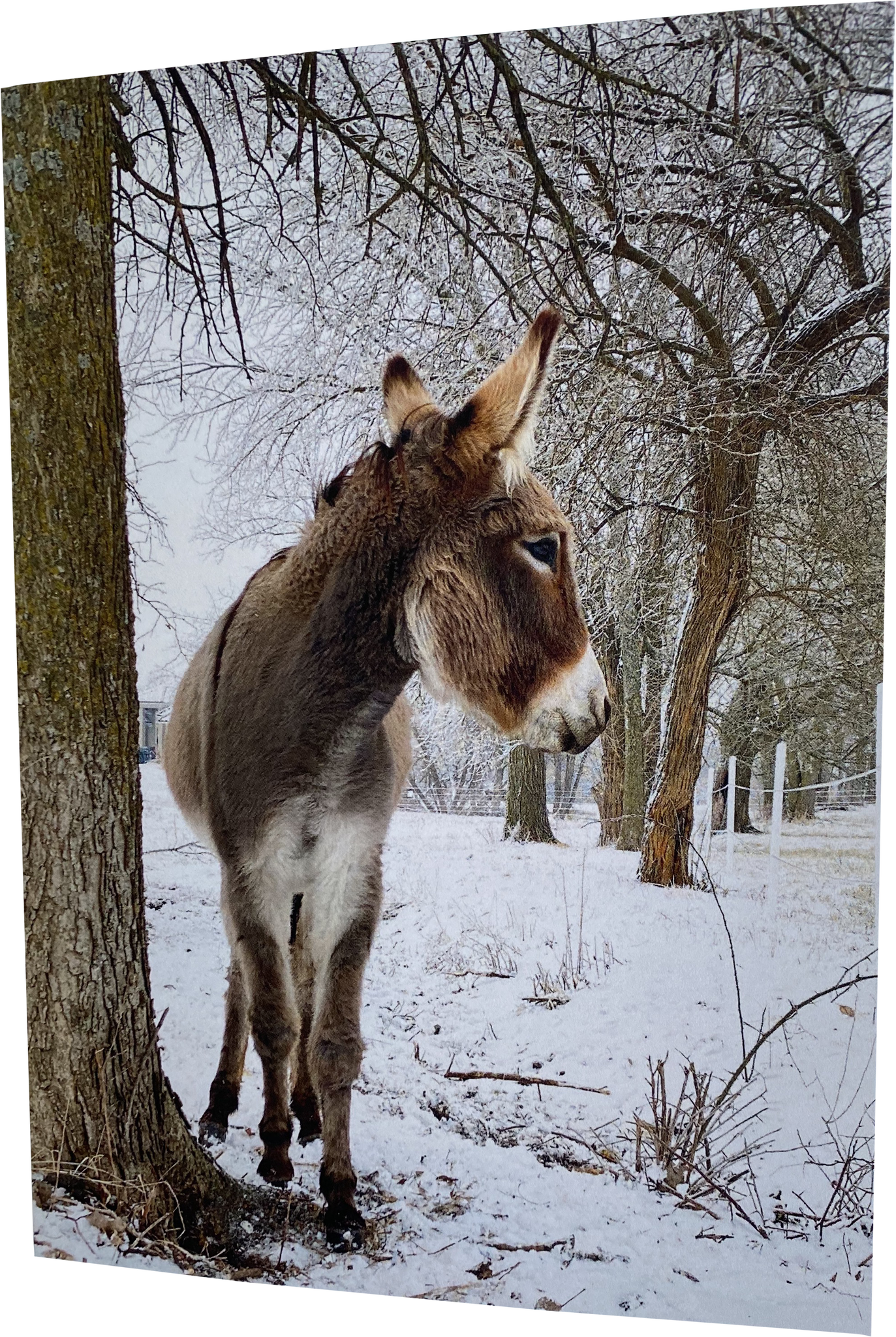 "Pickle" striking a snow pose: Blank inside