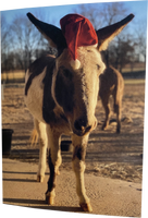 Santa "Pico" : Inside - "Happy HoliBRAYs"