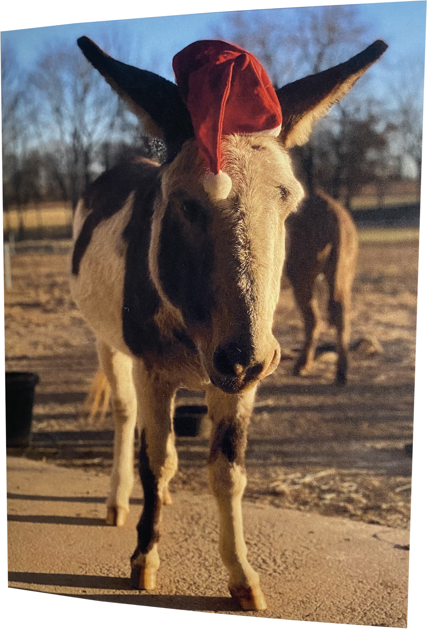 Santa "Pico" : Inside - "Happy HoliBRAYs"