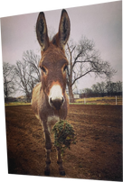 "Olive" : Inside - "Meet me under the mistletoe"