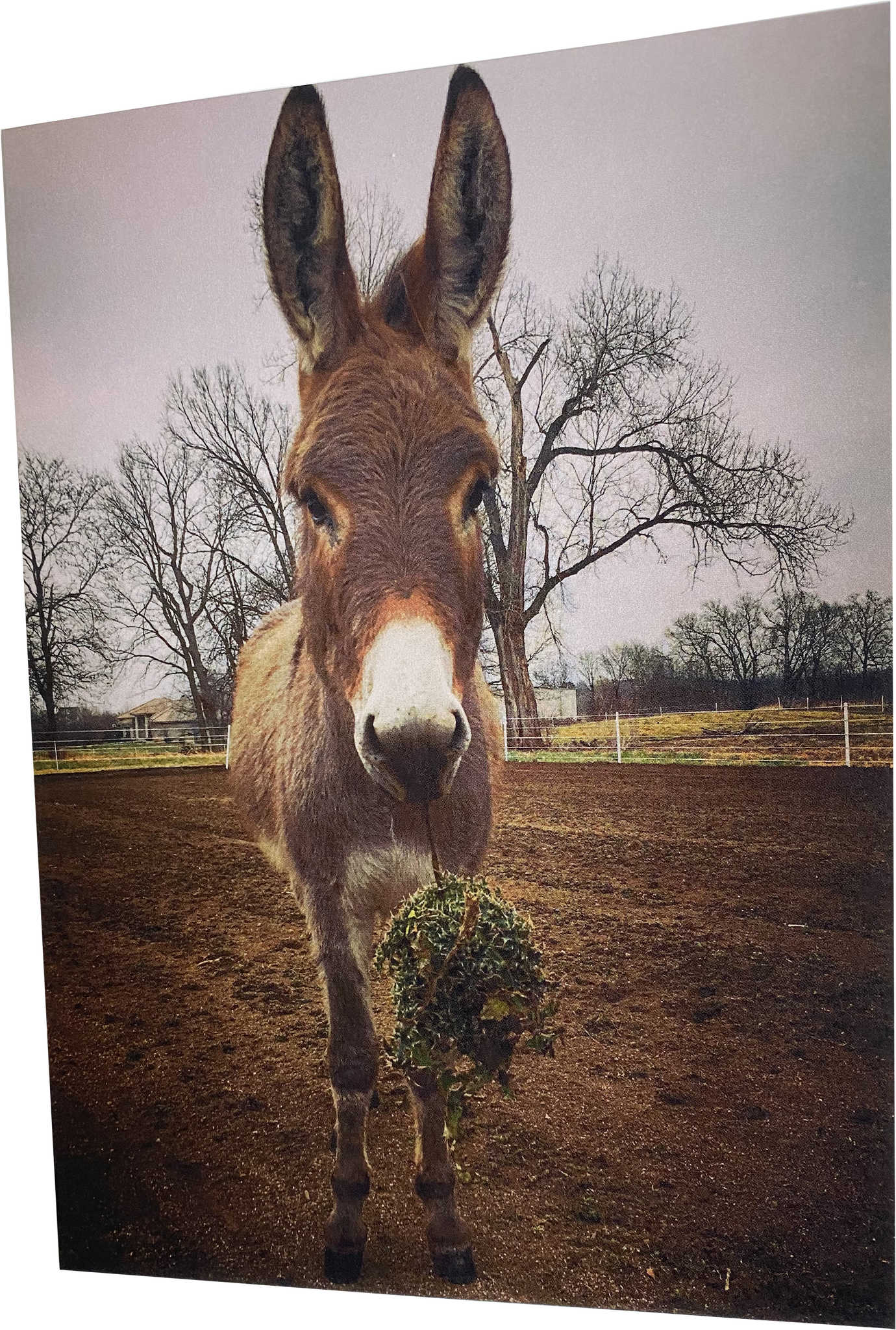 "Olive" : Inside - "Meet me under the mistletoe"