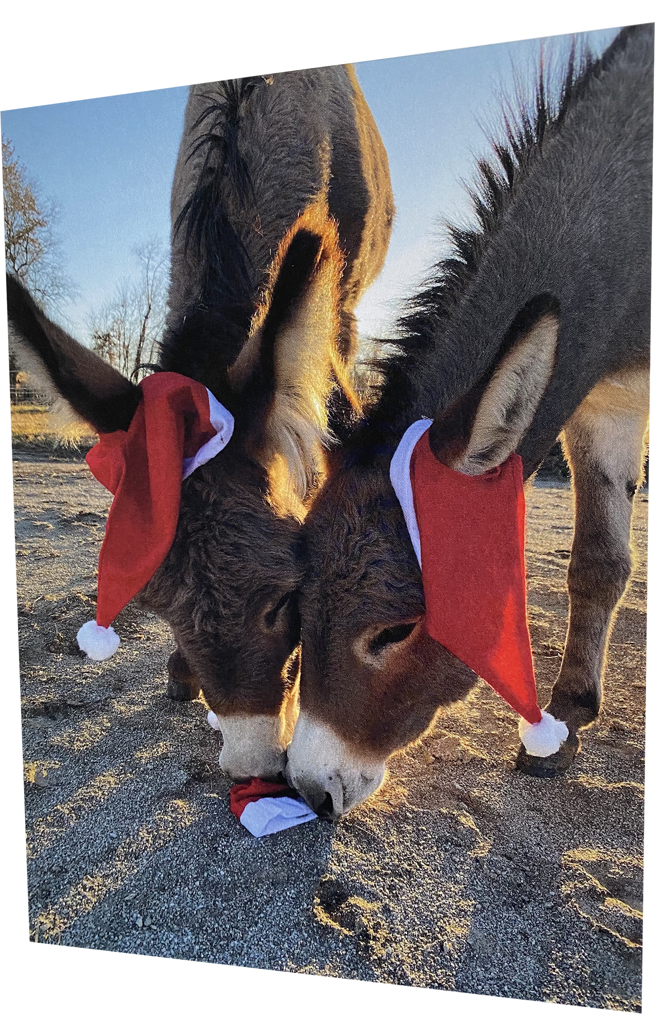 Happy HoliBRAYs Greeting Card Collection (6-pack Holiday variety)