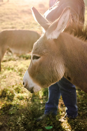 Yoga + donkey-facilitated wellness experiences (private and customized)